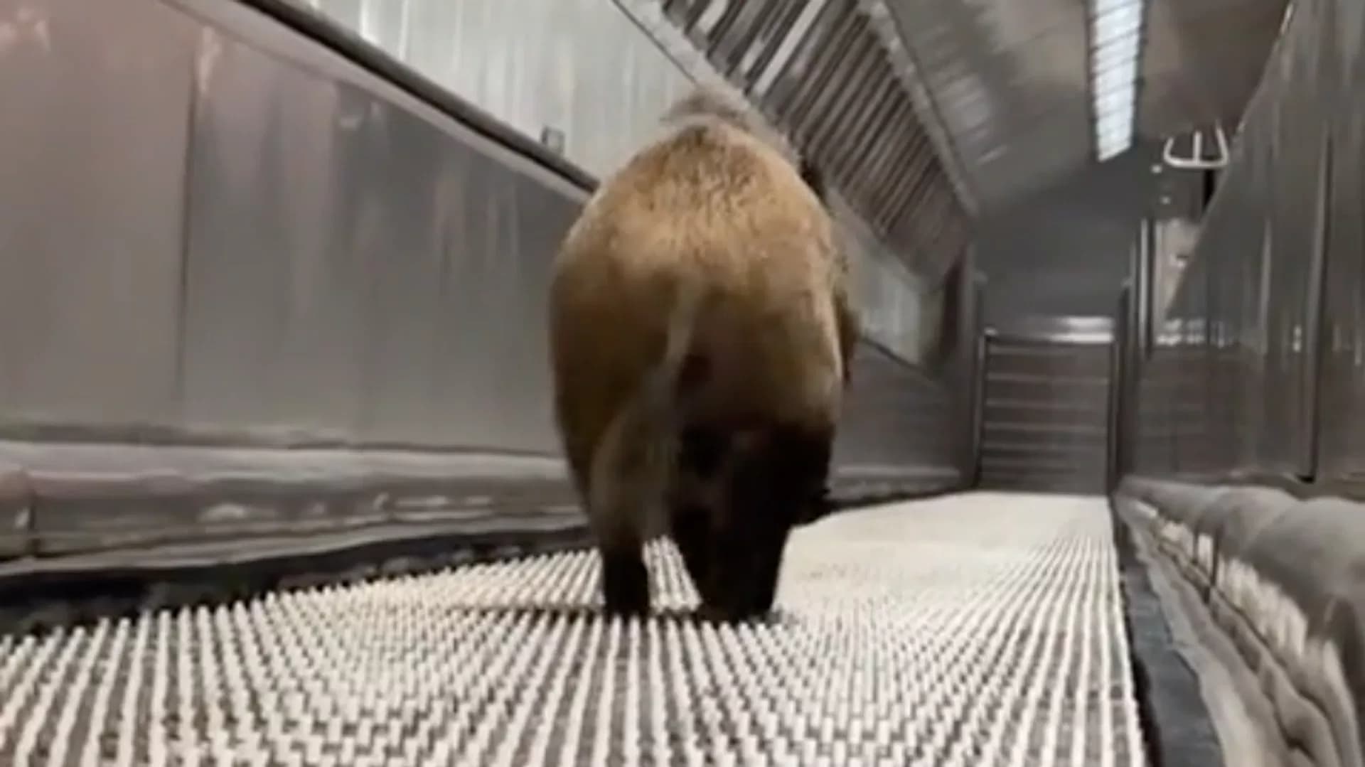 Budapeshtda yarador to‘ng‘izning vaziyati veterinarlarga taqdim etildi