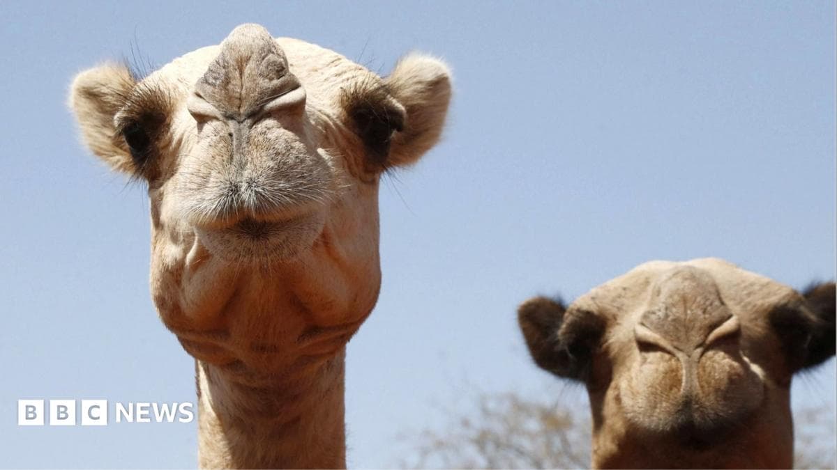 Sahroi Afrika Kamelarining Qiyin Holati: Qiziydigan Iklim Oziqlantiradi