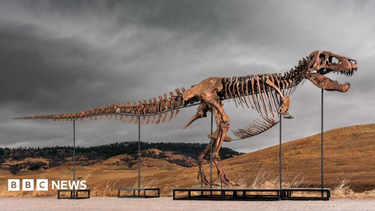 Tyrannosaurus rex - Dunyo bo'ylab eng qimmat dinozavr