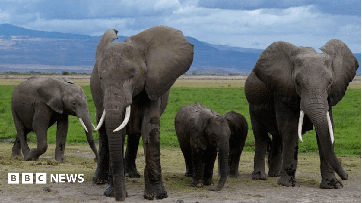 Kenyada 15 fillning o'limiga sabab bo'lgan insektitsidlar ehtimoli