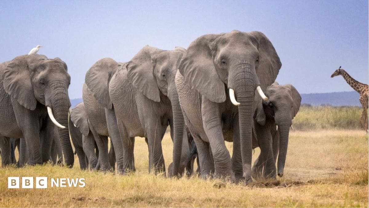 An urgent investigation has been announced regarding the mysterious death of 14 elephants in southern Kenya
