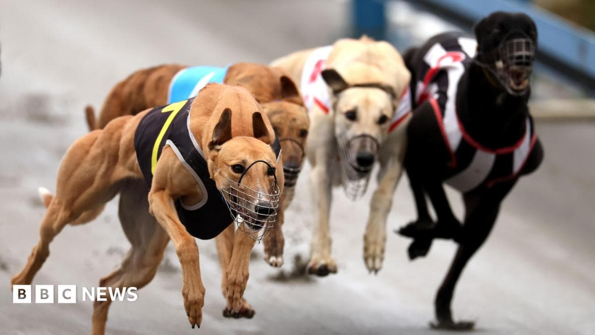 Yangi Zelandiyadagi it poygalariga taqiq kiritilgach, Greyhoundlar Avstraliyaga yo'l olmoqda