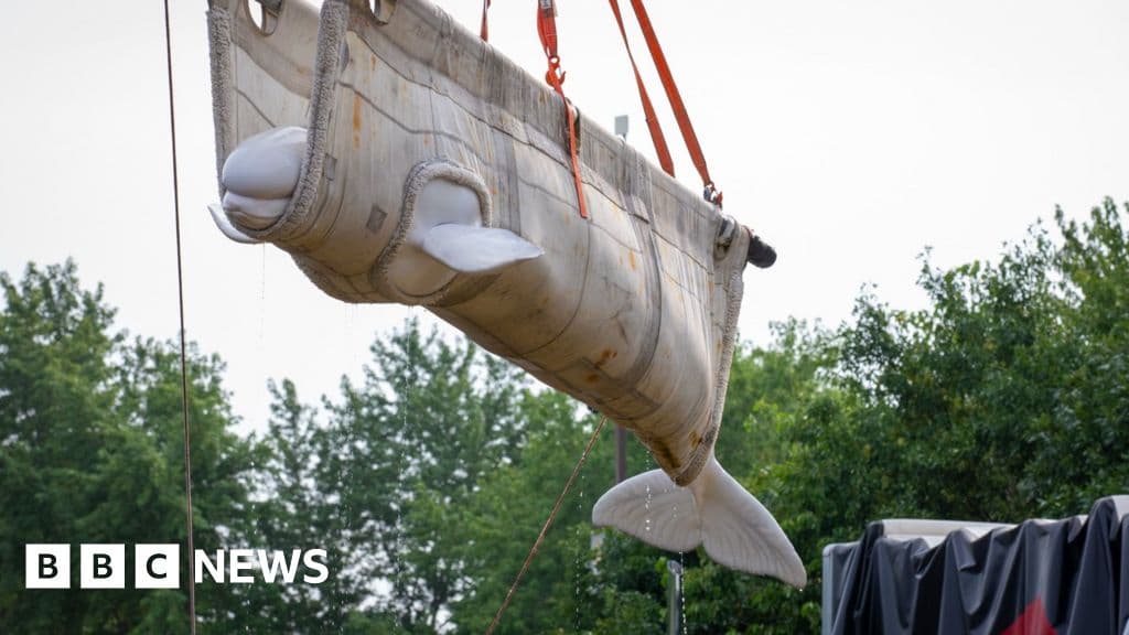 Kanadalik dengiz parkidan ko'chirilgan Beluga qirg'oqbojilari AQShga yetib keldi