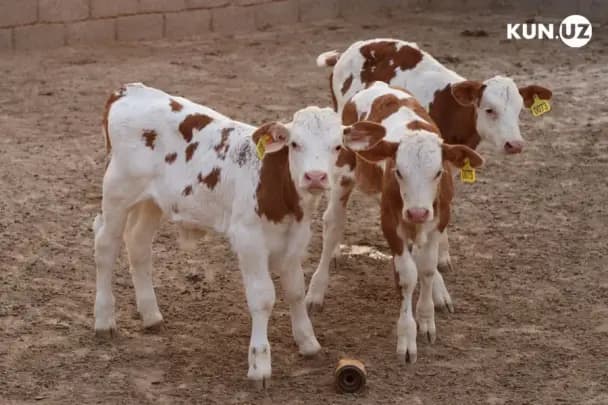 Households and Livestock-Specialized Neighborhoods to be Supported
