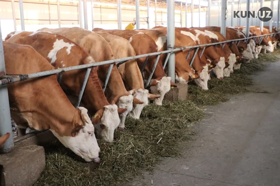 Livestock from Mongolia, China, and Belarus will be imported