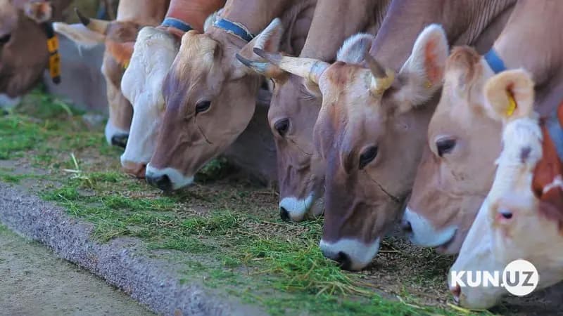 Chorvachilik sohasida yangi subsidiya va imtiyozlar joriy etiladi